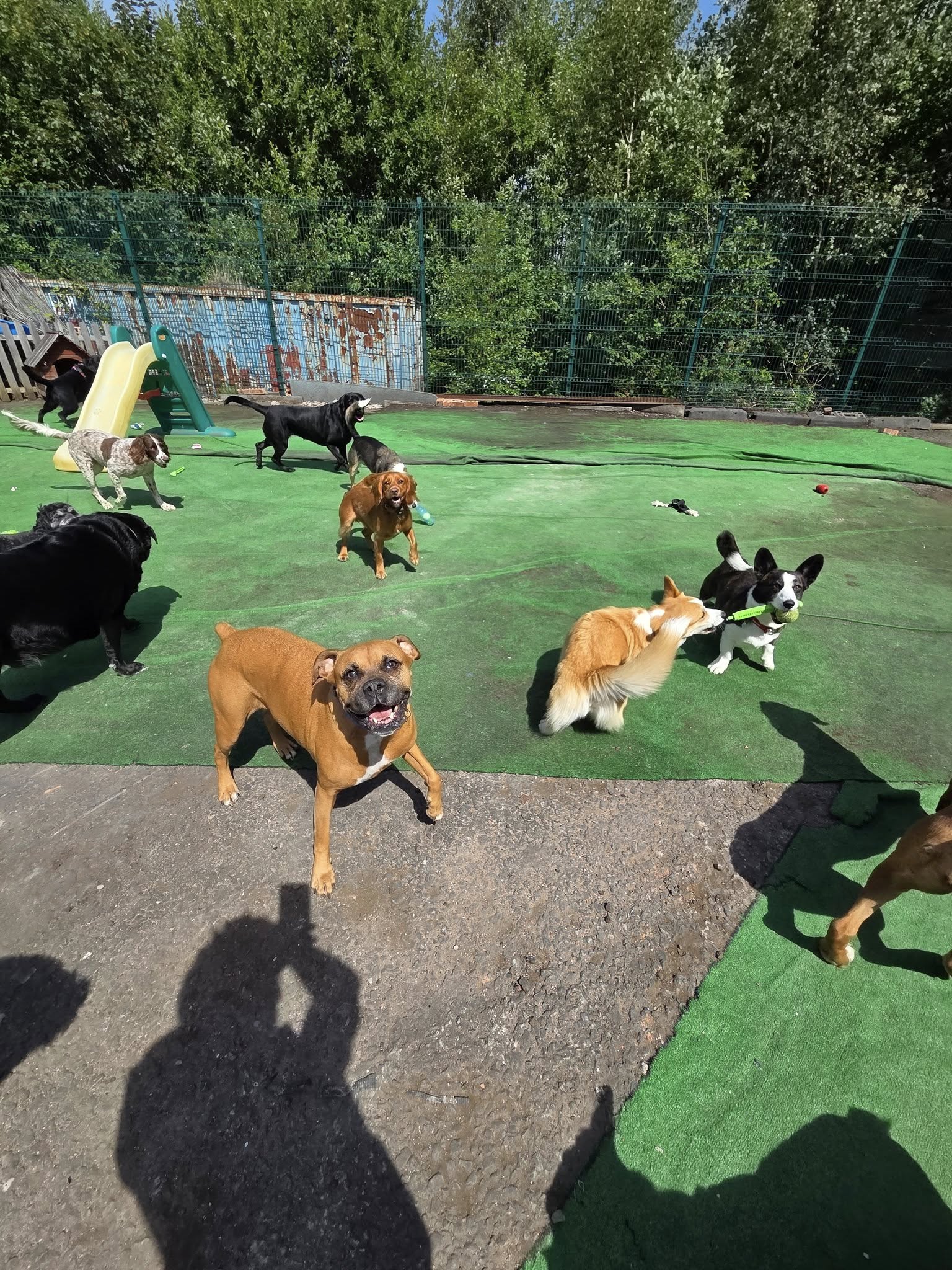 Dog 10