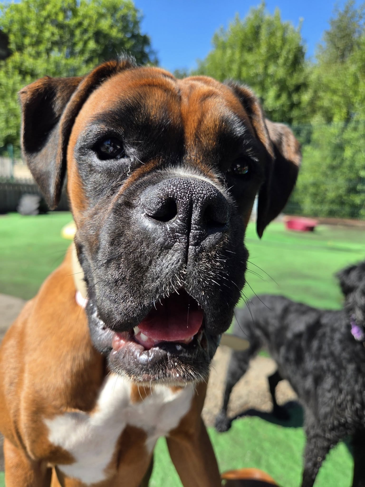 Close up of dog