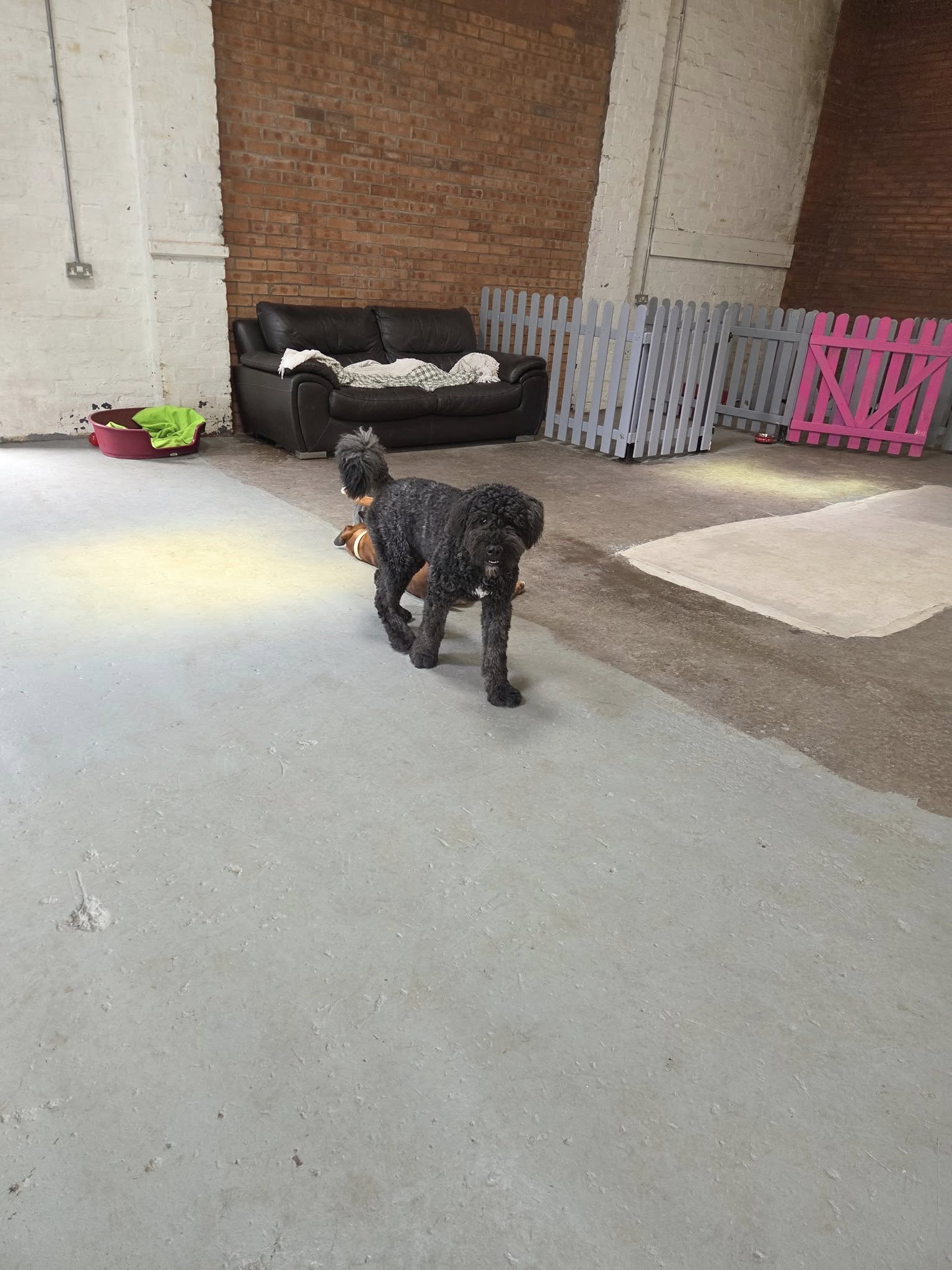 dog indoors