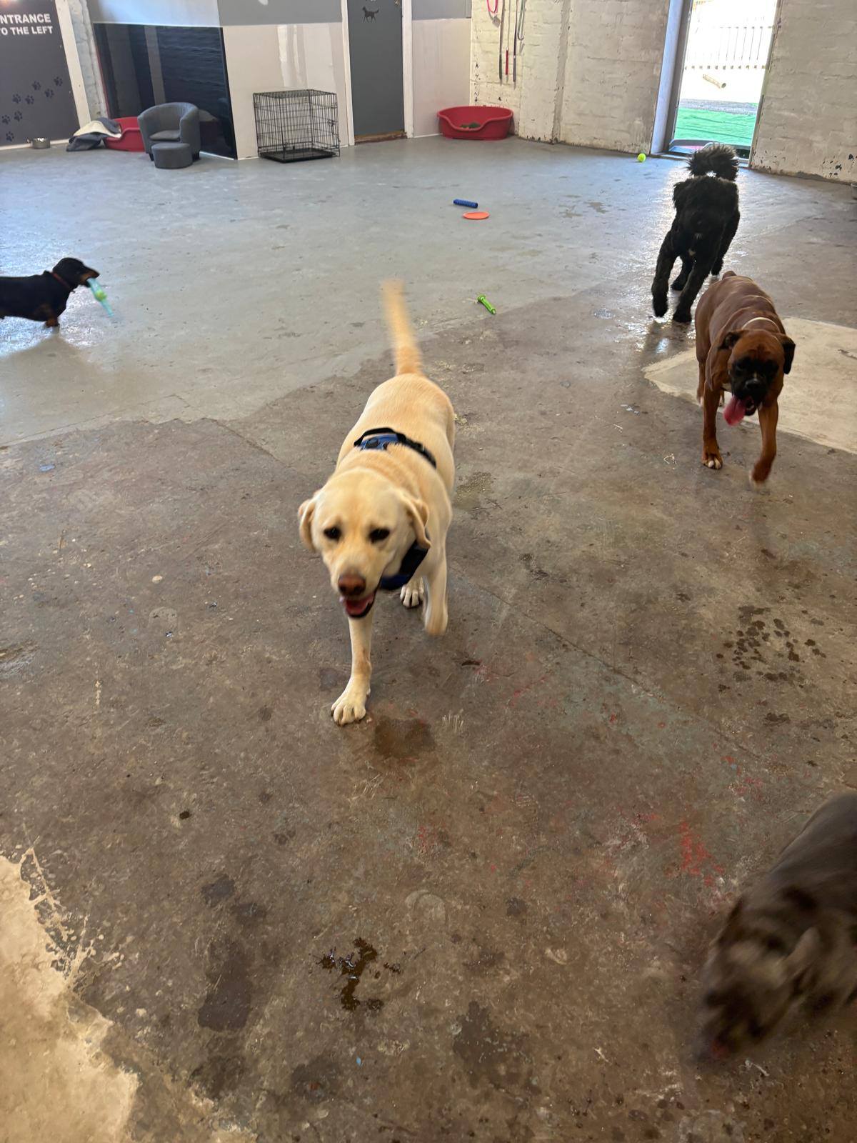 Dogs having fun